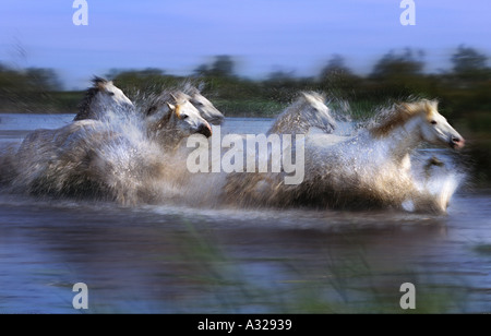 Camargue horses running through the marsh France Stock Photo