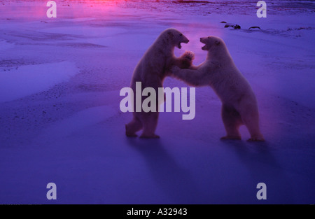 Polar bears fighting at sunset Cape Churchill Manitoba Canada Stock Photo