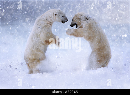Polar bears fighting in blizzard Cape Churchill Manitoba Canada Stock Photo