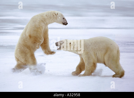Polar bears sparring Cape Churchill Manitoba Canada Stock Photo