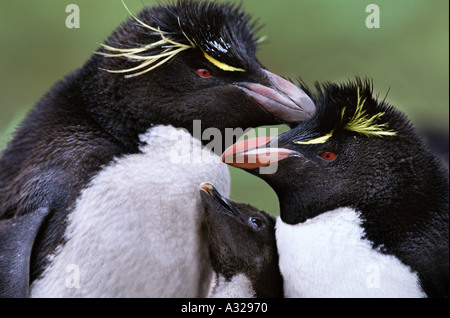 Rockhopper penguin parents and chick New Island Falkland Islands Stock Photo