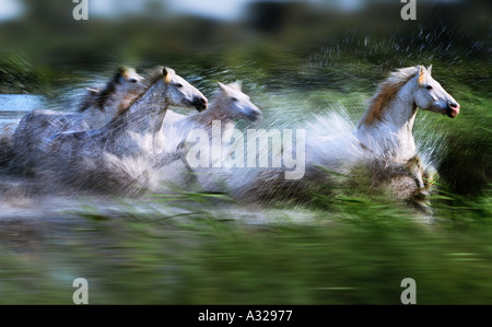 Camargue horses running France Stock Photo