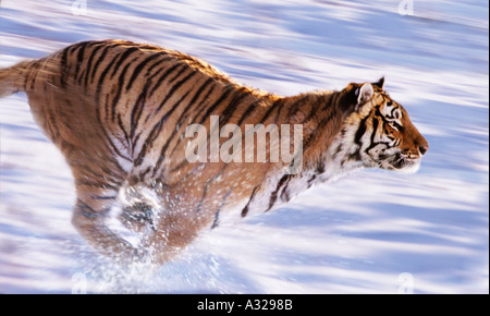 Siberian tiger running in the snow China Stock Photo