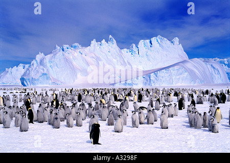 Emperor Penguin colony Auster EP Rookery Antarctica Stock Photo