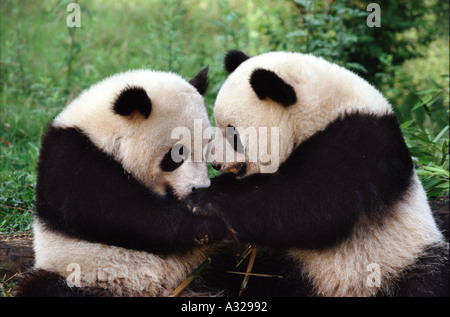 Giant Pandas Sichuan Province China Stock Photo