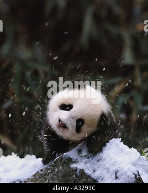 Baby panda shaking off snow Sichuan China Stock Photo