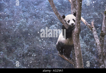 Panda climbing tree in the snow Sichuan China Stock Photo
