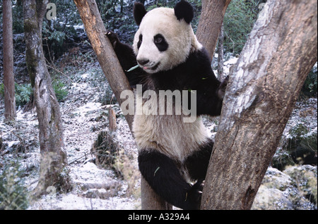 Giant panda in a tree Sichuan China Stock Photo