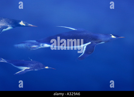 Gentoo penguins swimming Antarctica Stock Photo