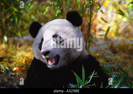 Giant panda Sichuan China Stock Photo