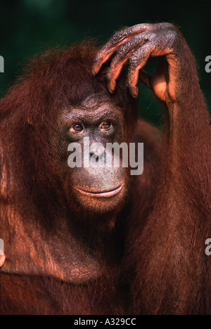 Sumatran orangutan Stock Photo