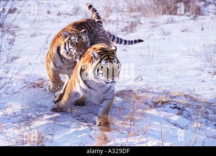 Siberian tigers in the snow China Stock Photo