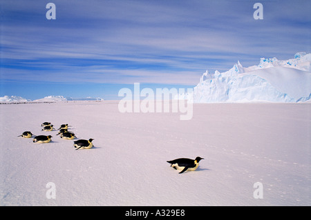 Emperor penguins toboganning Auster EP Rookery Australian Antarctic Territory Stock Photo
