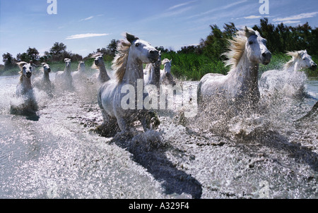 Camargue horses running through water France Stock Photo