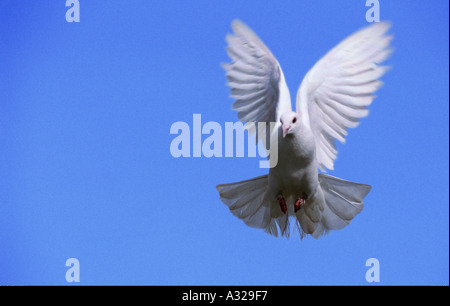 White dove against blue sky Camargue France Stock Photo