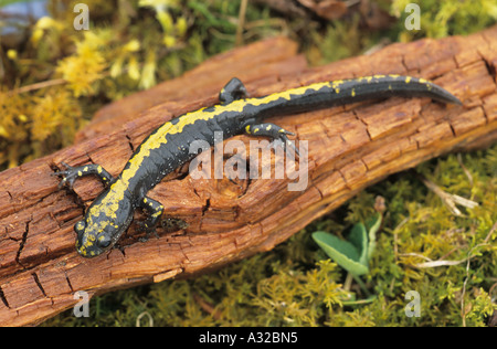 Long toed salamander Ambystoma macrodactylum Smithers BC Stock Photo