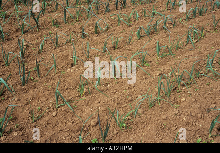 Rows of neatly spaced and well tended onions growing in fine soil of vegetable garden Stock Photo