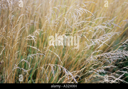 Close up of mature golden grass stems and seedheads of Red or Creeping fescue or Festuca rubra Stock Photo