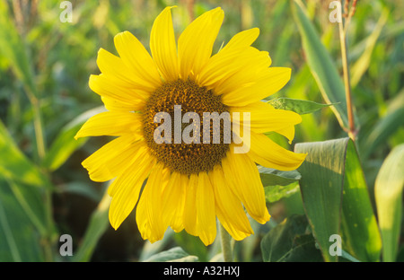 Close up of large flowerhead of Sunflower or Helianthus annuus growing with Maize to provide ground cover for game birds Stock Photo