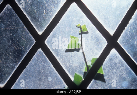 Close up of single stem of Ivy or Hedera helix with leaves backlit against finely scratched panes of diamond leaded glass Stock Photo