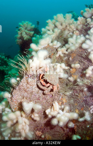 Spider crab on a reef off Cornwall. Stock Photo