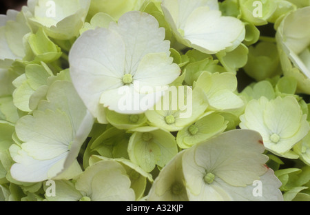 Close up of delicate creamy white or pale green-white flowerlets of a mophead Hydrangea macrophylla Stock Photo