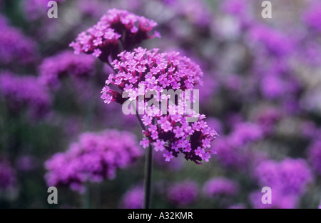 Close up of stem and purple flowerhead of border perennial Verbena bonariensis patagonica with more behind Stock Photo