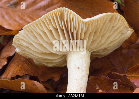 Woodland fungus on dead beech leaves Stock Photo