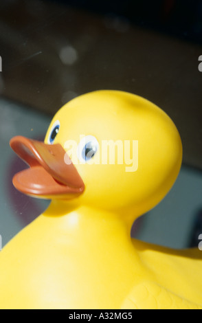 portrait of yellow plastic toy bathing duck Stock Photo - Alamy