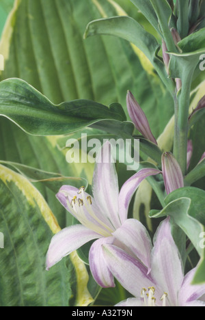 Hosta 'Antioch'  (fortunei). (Plantain lily). Close up of lilac and white flowers with cream edged green leaves. Stock Photo