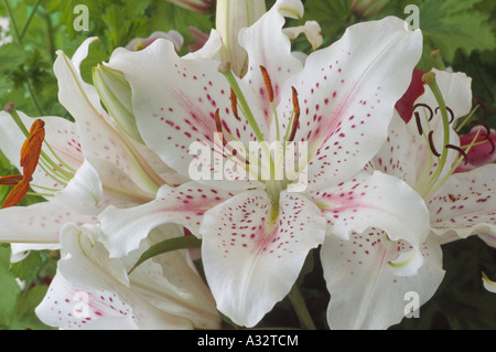 Lilium 'Muscadet' (Oriental lily) Close up of white with pink spots lily flowers. Stock Photo