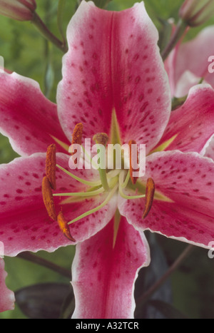 Lilium 'Star Gazer' (Oriental lily) Close up of pink with white edge  lily flower. Stock Photo