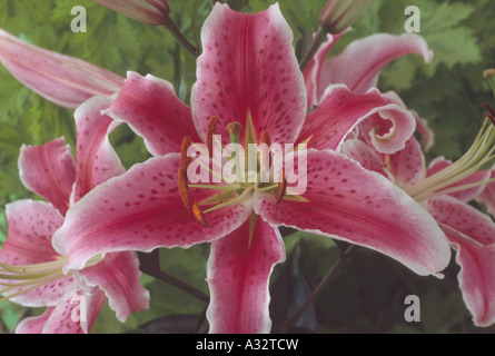 Lilium 'Star Gazer' (Oriental lily) Close up of pink with white edge  lily flower. Stock Photo