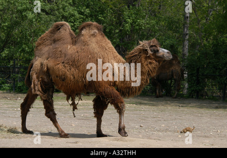 Bactrian camel aka a two-humped camel (Camelus bactrianus) and black-tailed prairie dog (Cynomys ludovicianus) at Prague Zoo Stock Photo