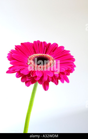 a single red gerber flower isolated against a white background Stock Photo