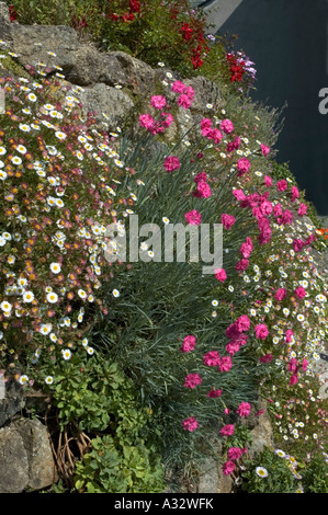Stone wall and flowering plants Stock Photo - Alamy