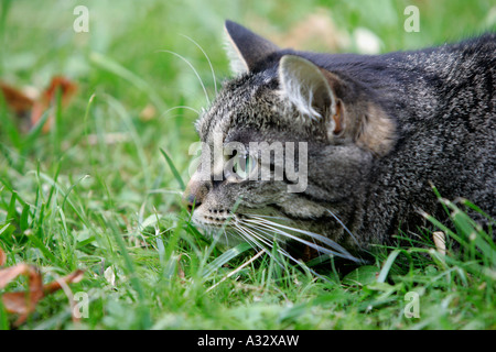 Cat lurking in a garden Stock Photo