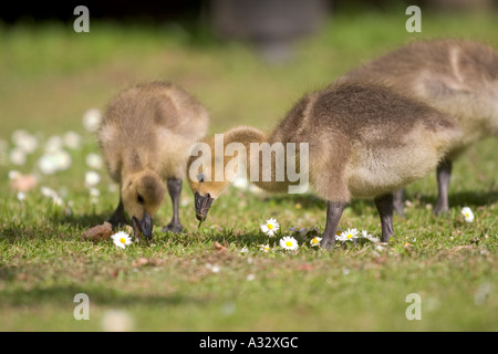 Canada goose gosling nibbling on grass Stock Photo