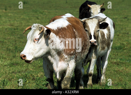 Mixed dairy cows, Butley, Suffolk, UK. Stock Photo