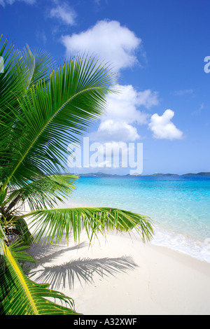 Palm tree on beach on the island of st john in the united states virgin islands, Caribbean. Stock Photo