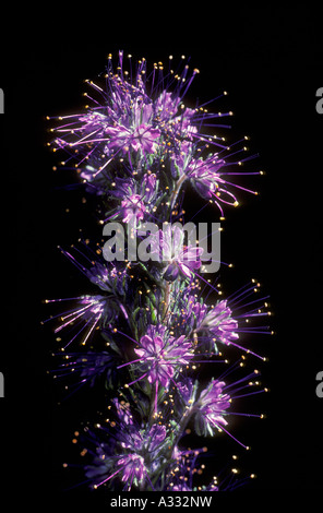 Grand Teton National Park Wyoming Silky Phacelia Stock Photo