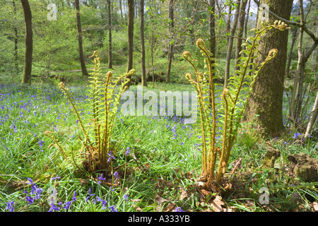 Springtime woodlands at Cannop in the Forest of Dean, Gloucestershire Stock Photo