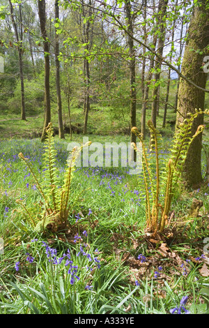 Springtime woodlands at Cannop in the Forest of Dean, Gloucestershire Stock Photo