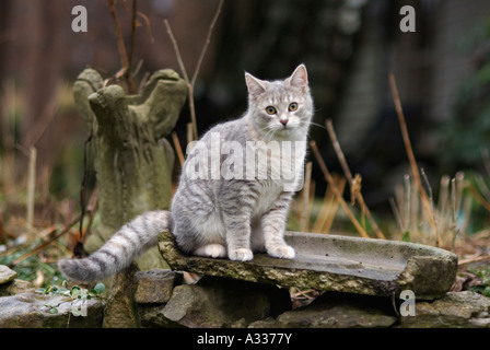 Gray Tabby Kitten in Winter Garden Stock Photo