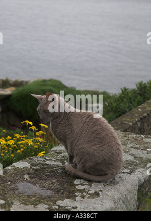 cornish rex cat sat on a garden wall overlooking the sea Mousehole Cornwall UK Stock Photo