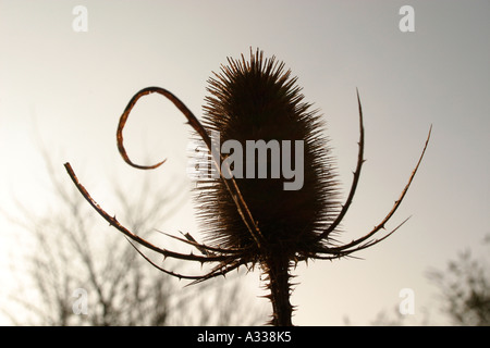 Teasel common Dipsacus fullonum Stock Photo