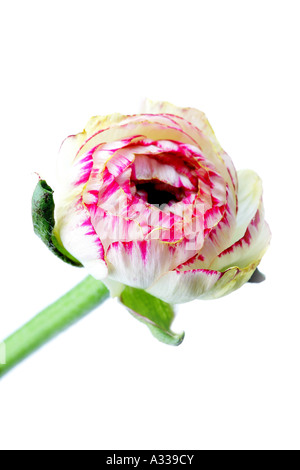 Pink Peony Poppy Flower, Soft Green Blue Background Stock Photo - Alamy