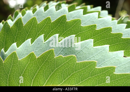 A two tone Honeybush Melianthus Major displays serrated leaves Stock Photo
