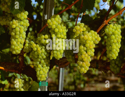 Agriculture - Mature clusters of Chardonnay wine grapes on the vine / Sonoma County, California, USA. Stock Photo