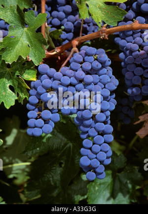 Agriculture - Mature clusters of Cabernet Sauvignon wine grapes on the vine / Sonoma County, California, USA. Stock Photo